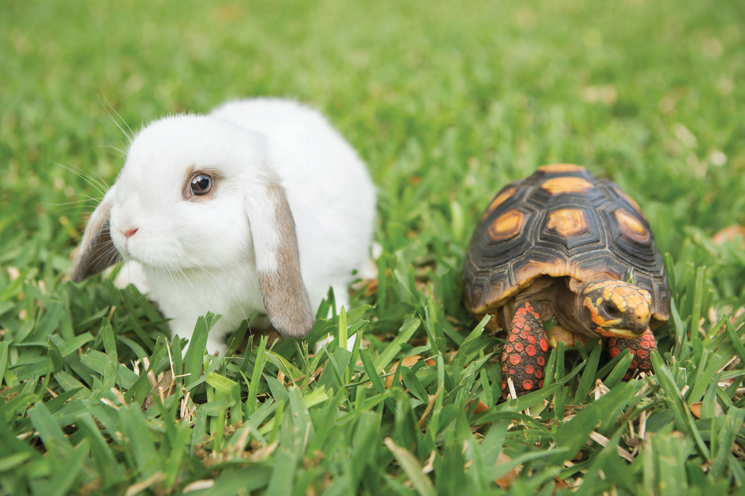 4D_Articles__The Tortoise and Hare