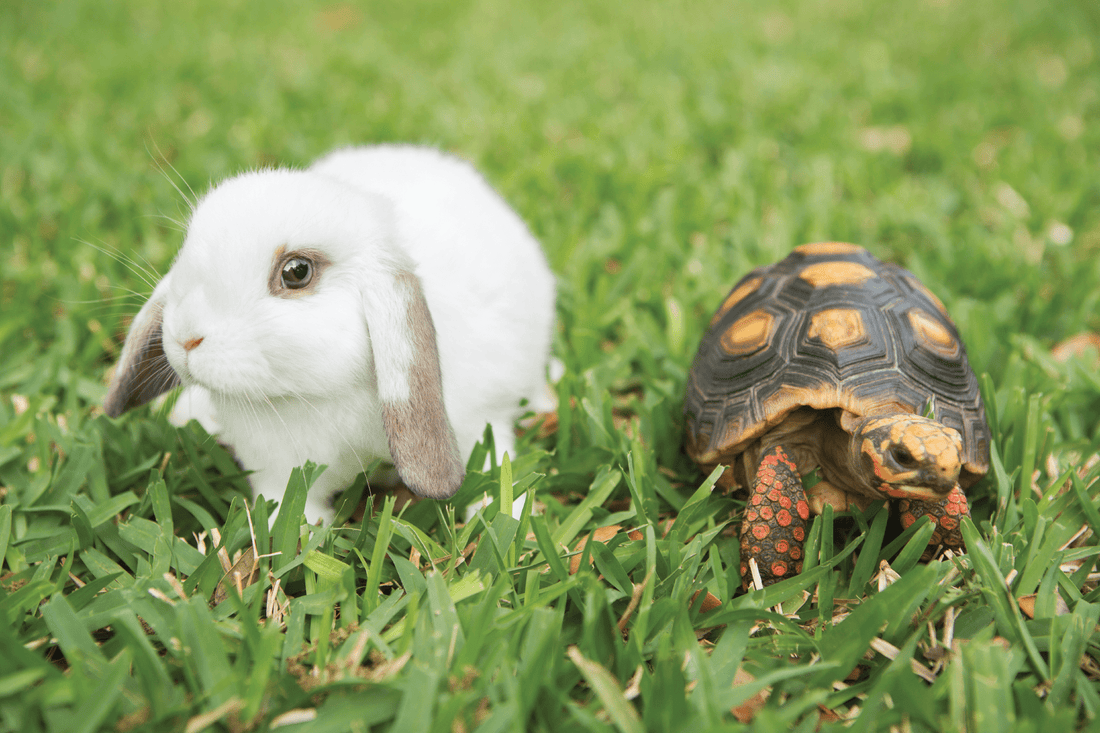 The Tortoise and Hare